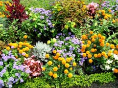 Giardinaggio e Manutenzione