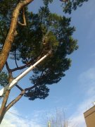 Giardinaggio e Manutenzione