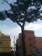 Giardinaggio e Manutenzione